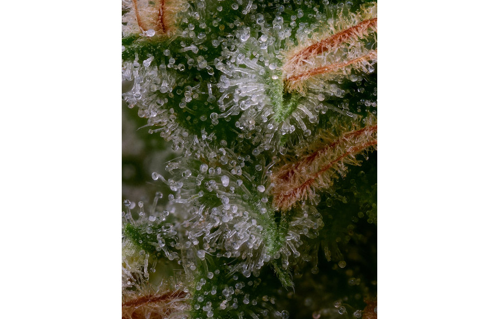 Laotian Land Race x Hazy Kush Fem 11 pk