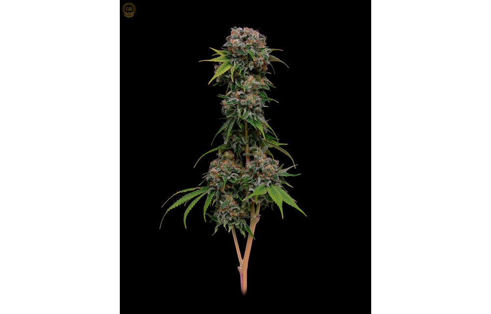 Orange Crush x Hazy Kush Fem 11 pk