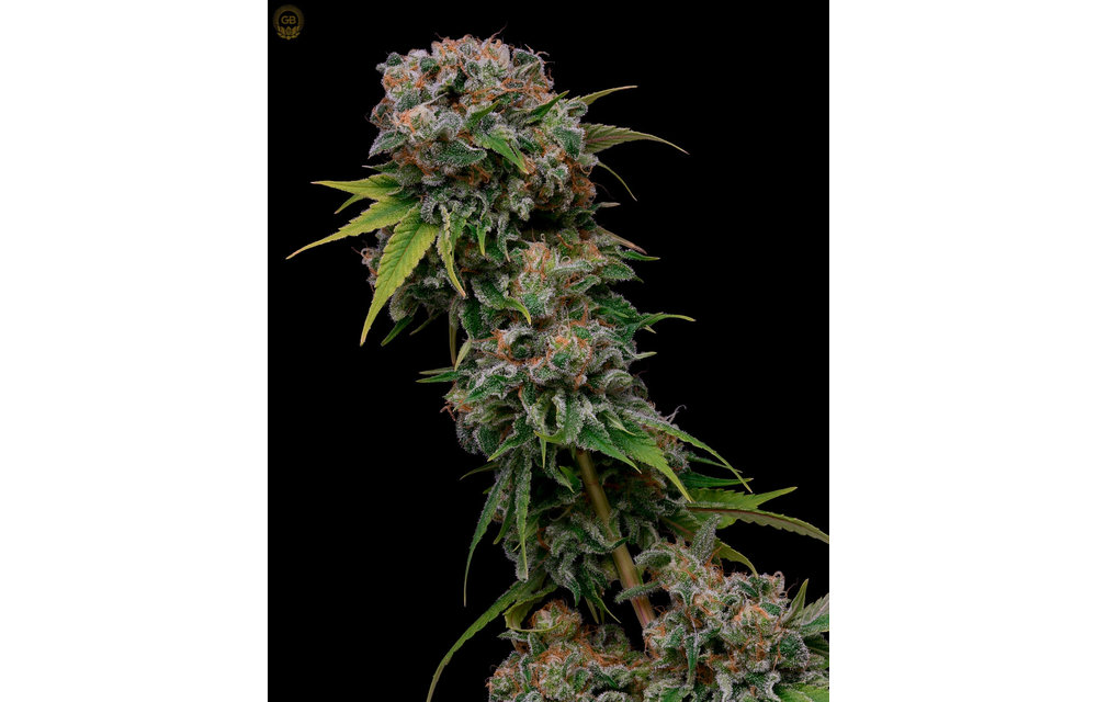 Orange Crush x Hazy Kush Fem 11 pk