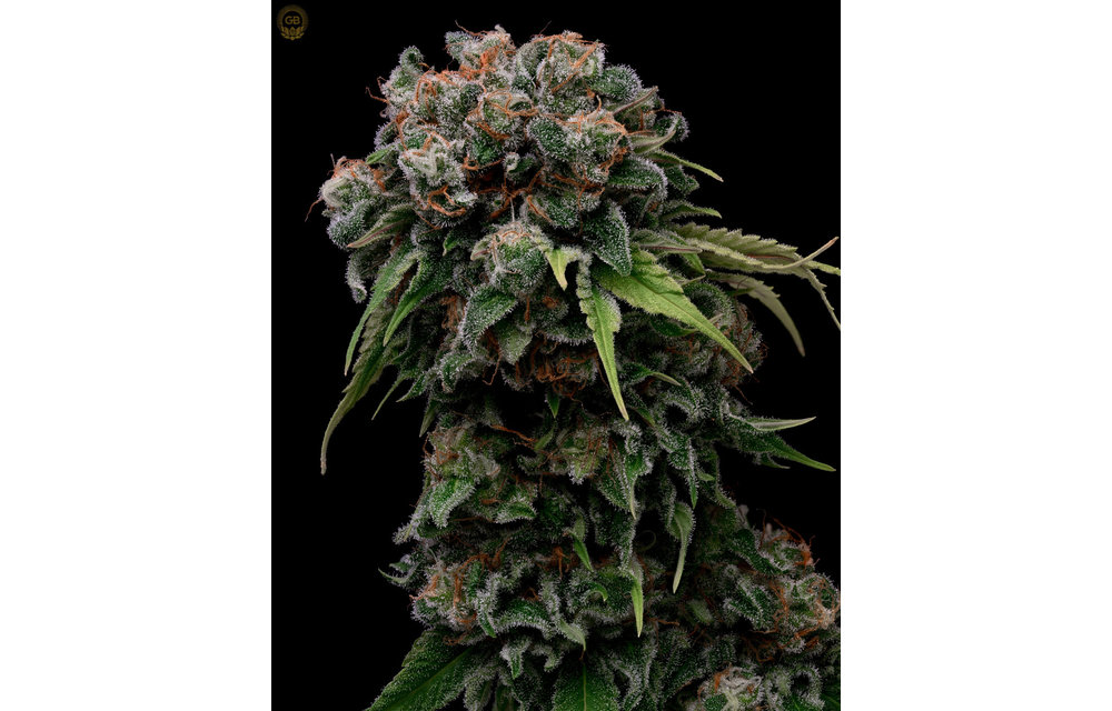Orange Crush x Hazy Kush Fem 11 pk