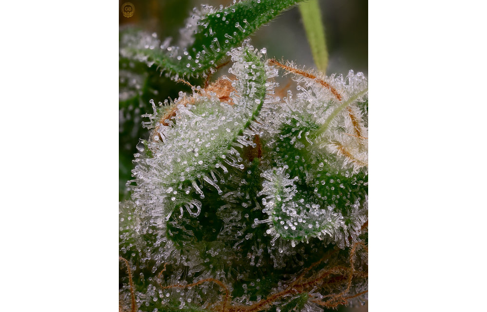 Orange Crush x Hazy Kush Fem 11 pk
