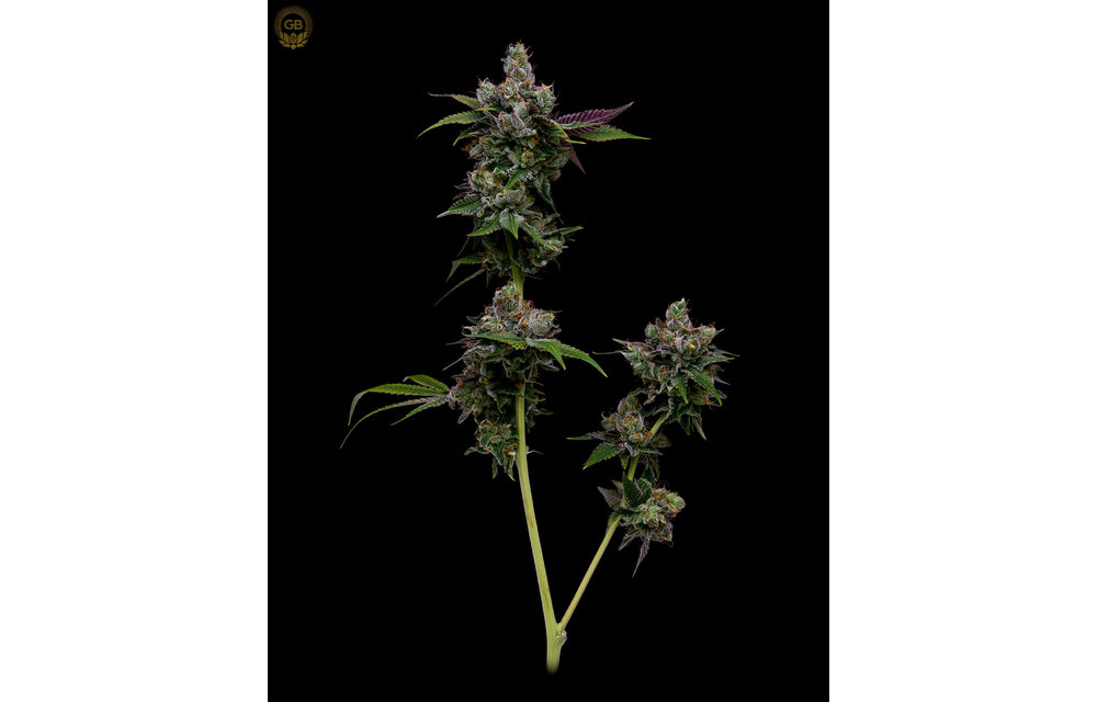 Platinum GSC x Hazy Kush (Hazy Girl) Fem 11 pk