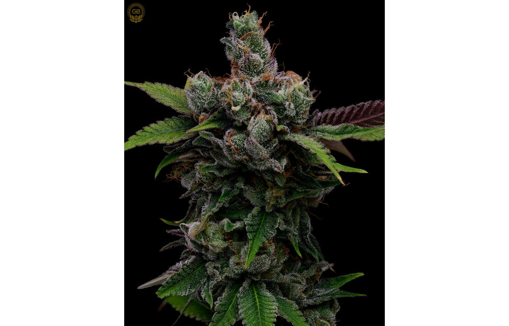 Platinum GSC x Hazy Kush (Hazy Girl) Fem 11 pk