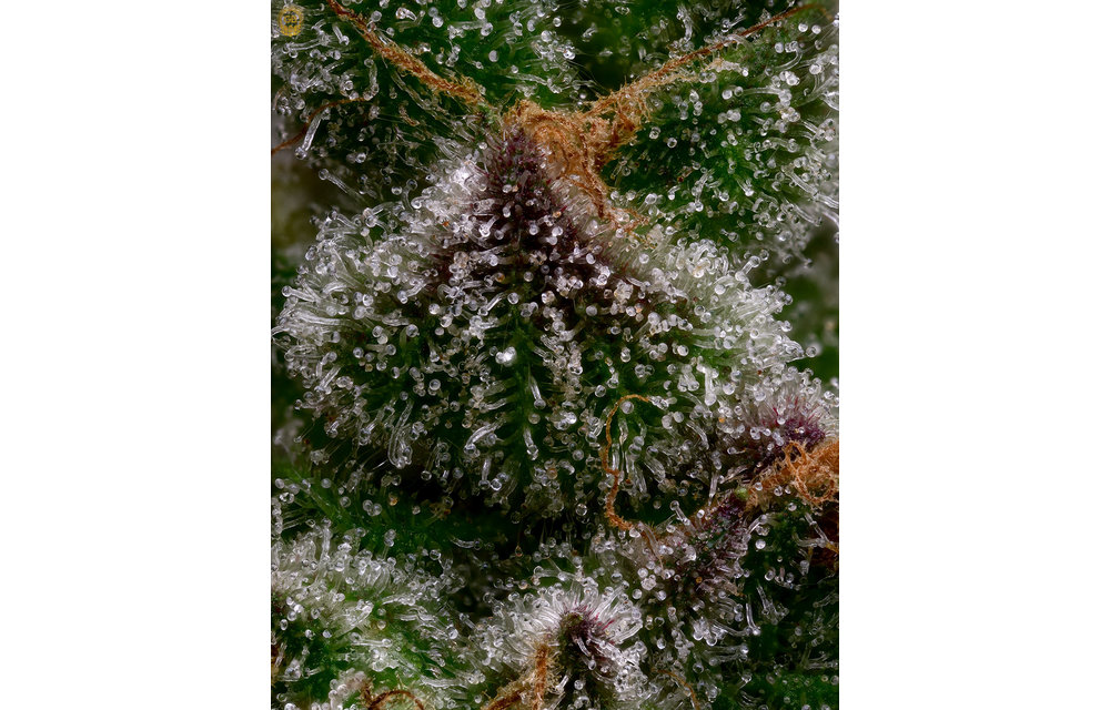Platinum GSC x Hazy Kush (Hazy Girl) Fem 11 pk