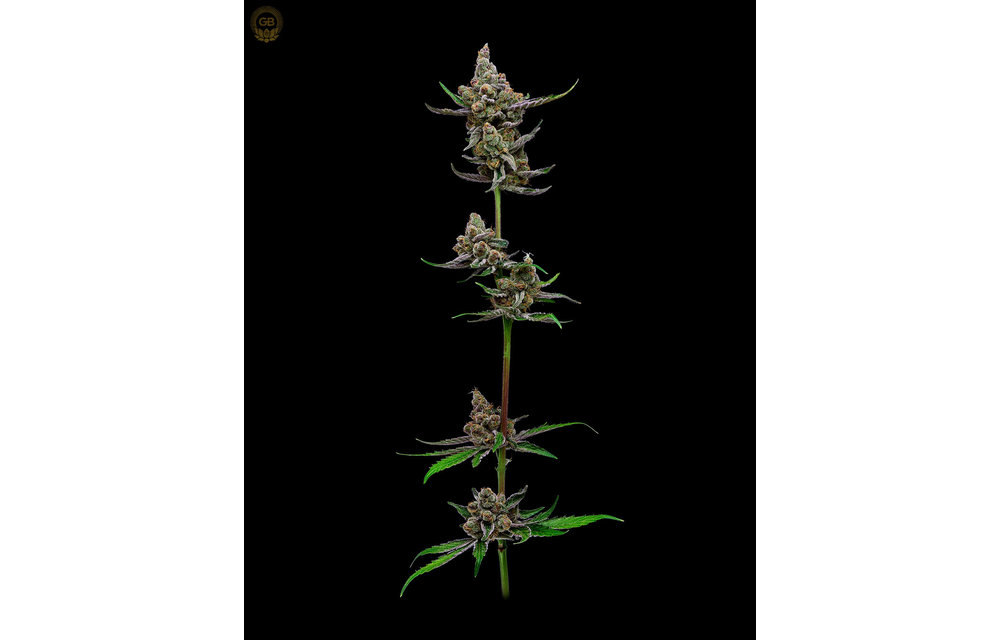 PuTang x Hazy Kush(Sail Haten) Fem 11 pk