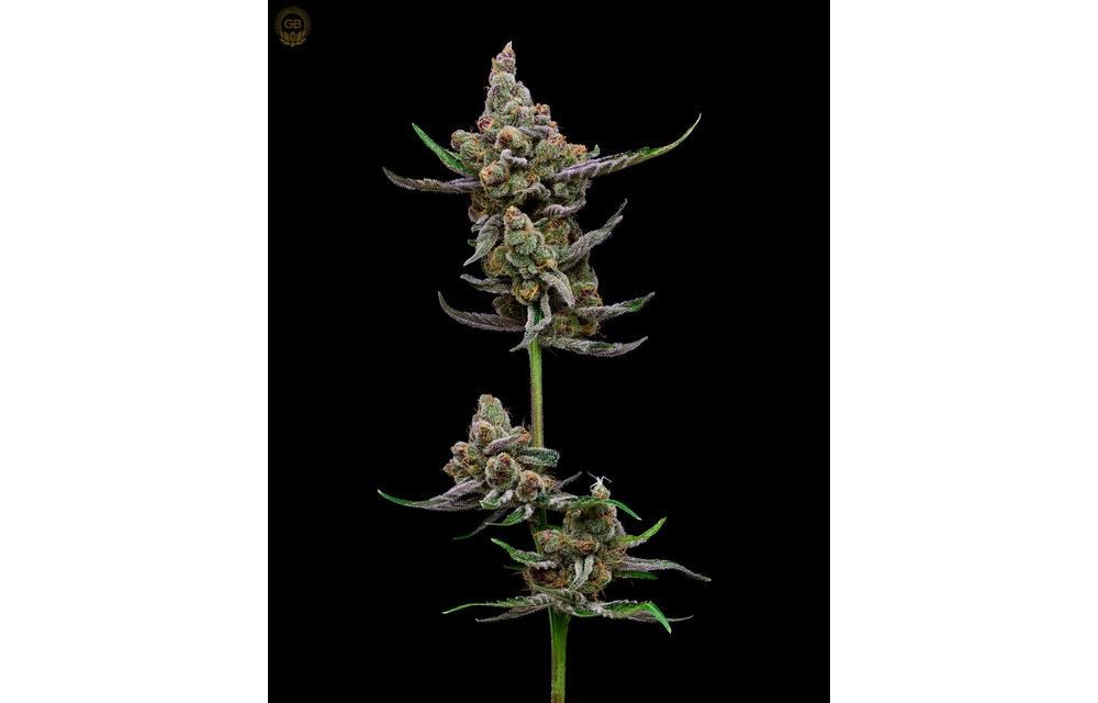 PuTang x Hazy Kush(Sail Haten) Fem 11 pk
