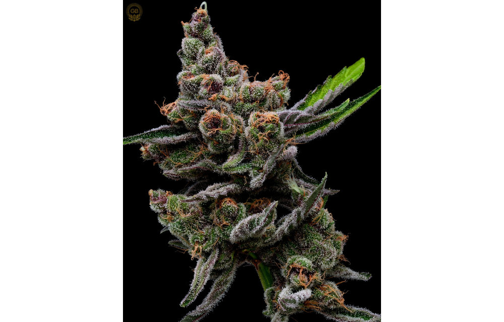 PuTang x Hazy Kush(Sail Haten) Fem 11 pk