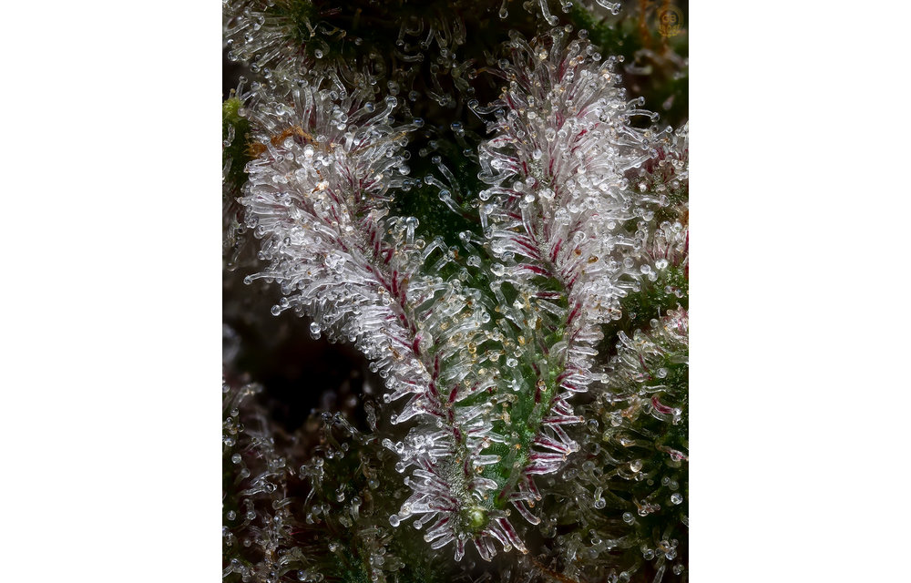 PuTang x Hazy Kush(Sail Haten) Fem 11 pk