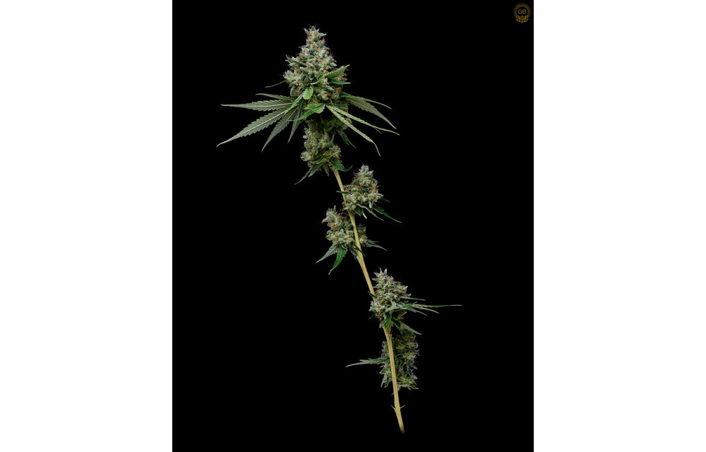 Romulan x Hazy Kush Fem 11 pk