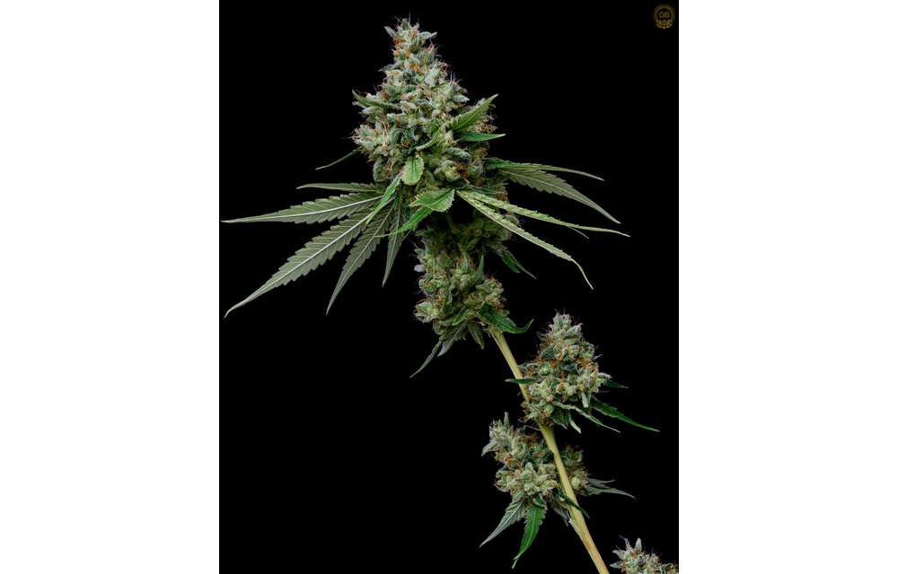 Romulan x Hazy Kush Fem 11 pk