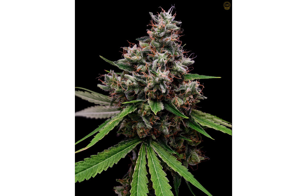 Romulan x Hazy Kush Fem 11 pk