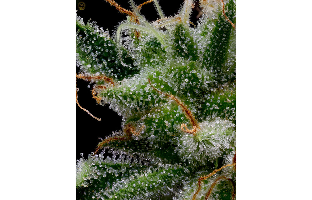 Romulan x Hazy Kush Fem 11 pk
