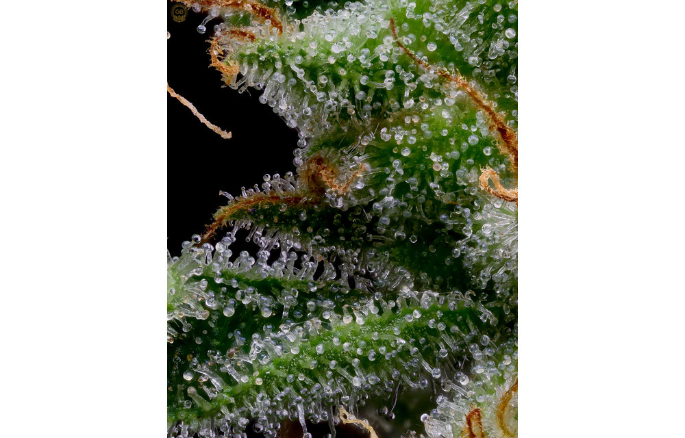 Romulan x Hazy Kush Fem 11 pk