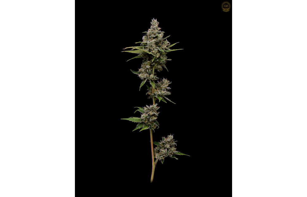 Tenzin Kush #2 x Hazy Kush Fem 11 pk