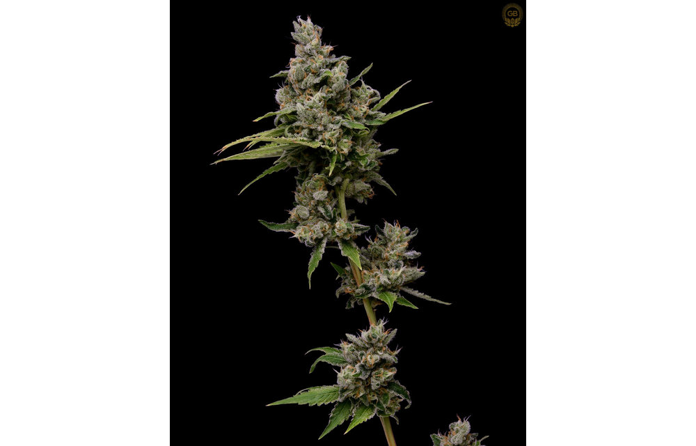 Tenzin Kush #2 x Hazy Kush Fem 11 pk