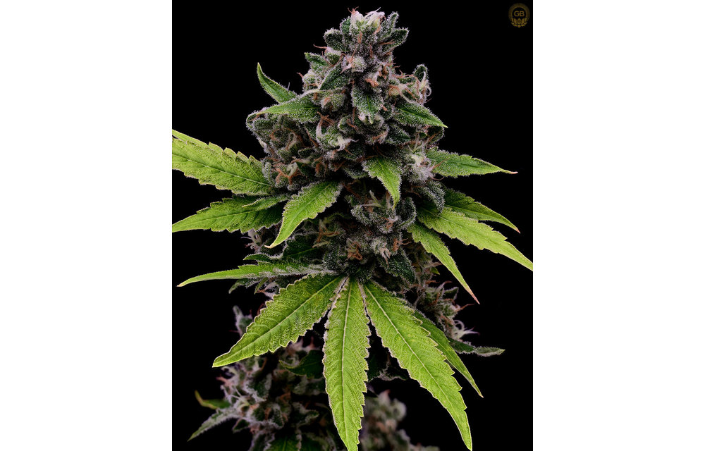 Tenzin Kush #2 x Hazy Kush Fem 11 pk