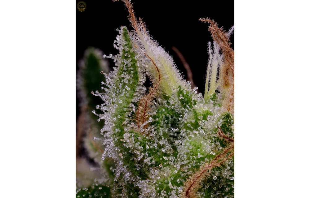 Tenzin Kush #2 x Hazy Kush Fem 11 pk