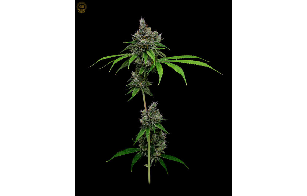 Tenzin Kush #4 x Hazy Kush Fem 11 pk