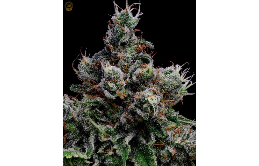 Tenzin Kush #4 x Hazy Kush Fem 11 pk