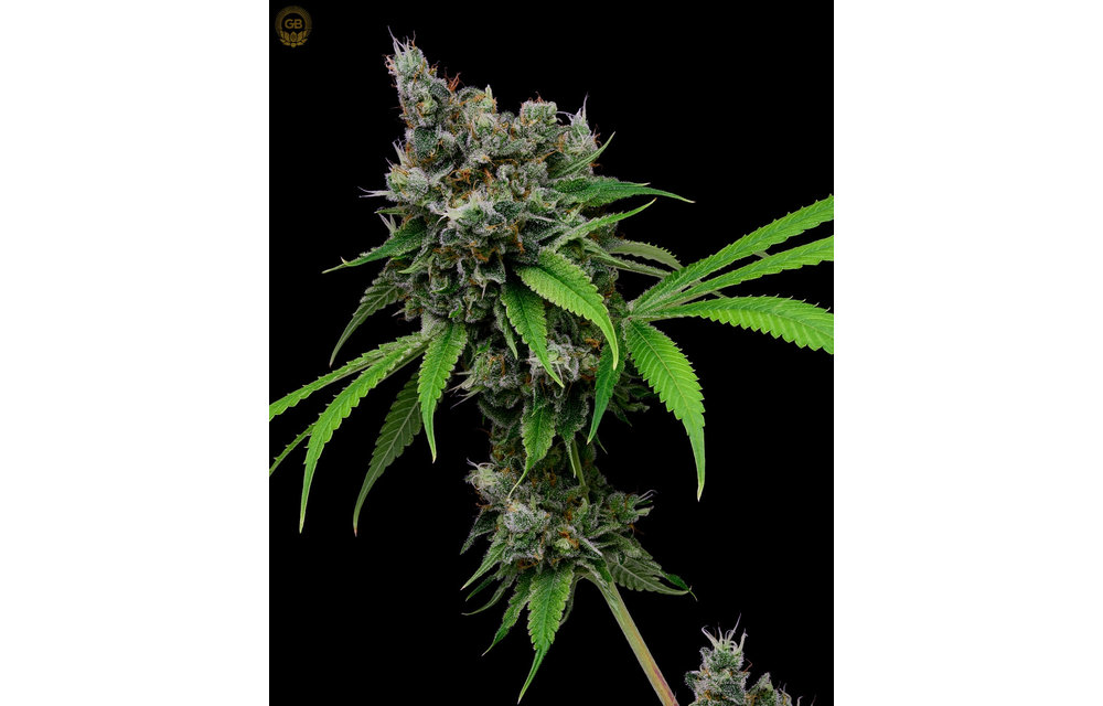 Tenzin Kush #4 x Hazy Kush Fem 11 pk