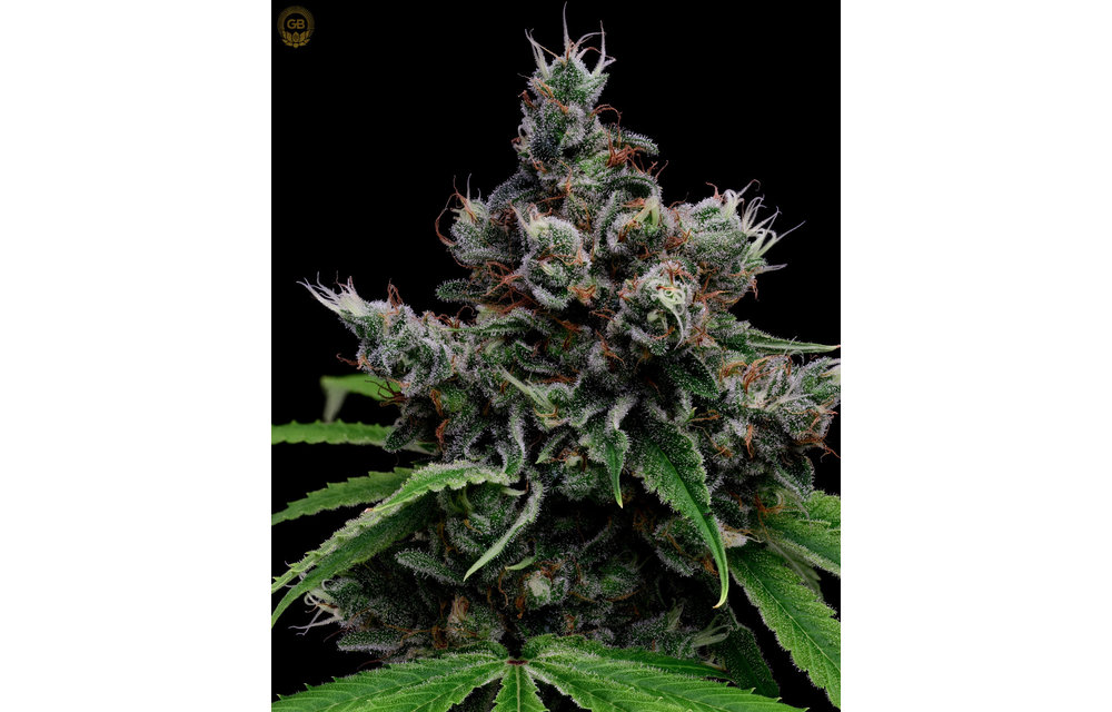 Tenzin Kush #4 x Hazy Kush Fem 11 pk