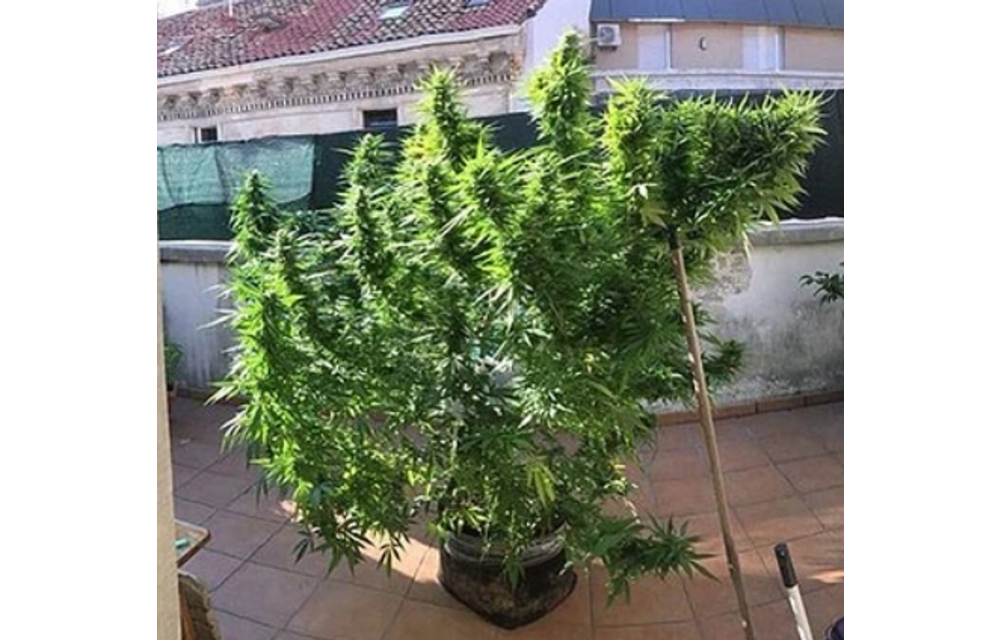Double Bubble Gum Haze Auto Fem 12 pk