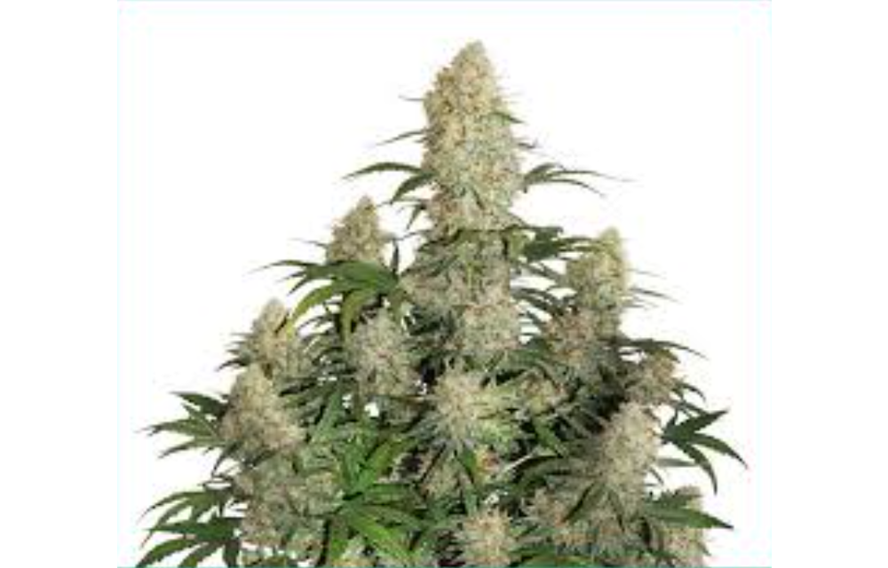Orange Star Auto Fem 12 pk