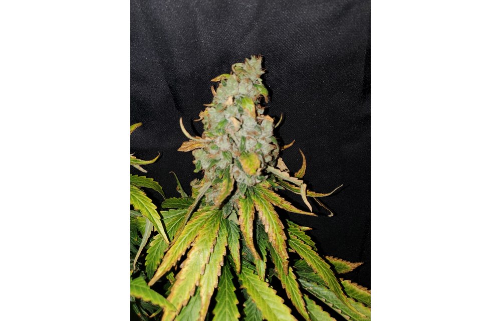 Aeon Flux Reg 10 pk