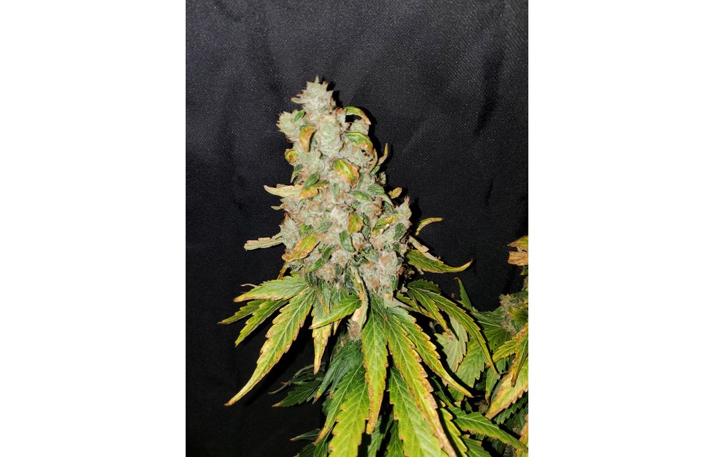 Aeon Flux Reg 10 pk