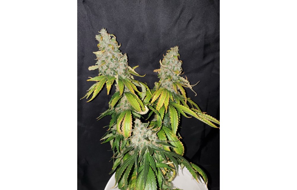 Aeon Flux Reg 10 pk