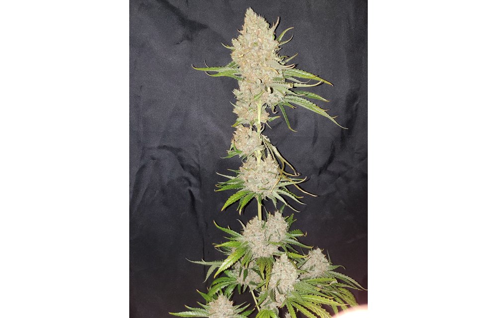 Lemon Princess Reg 10 pk
