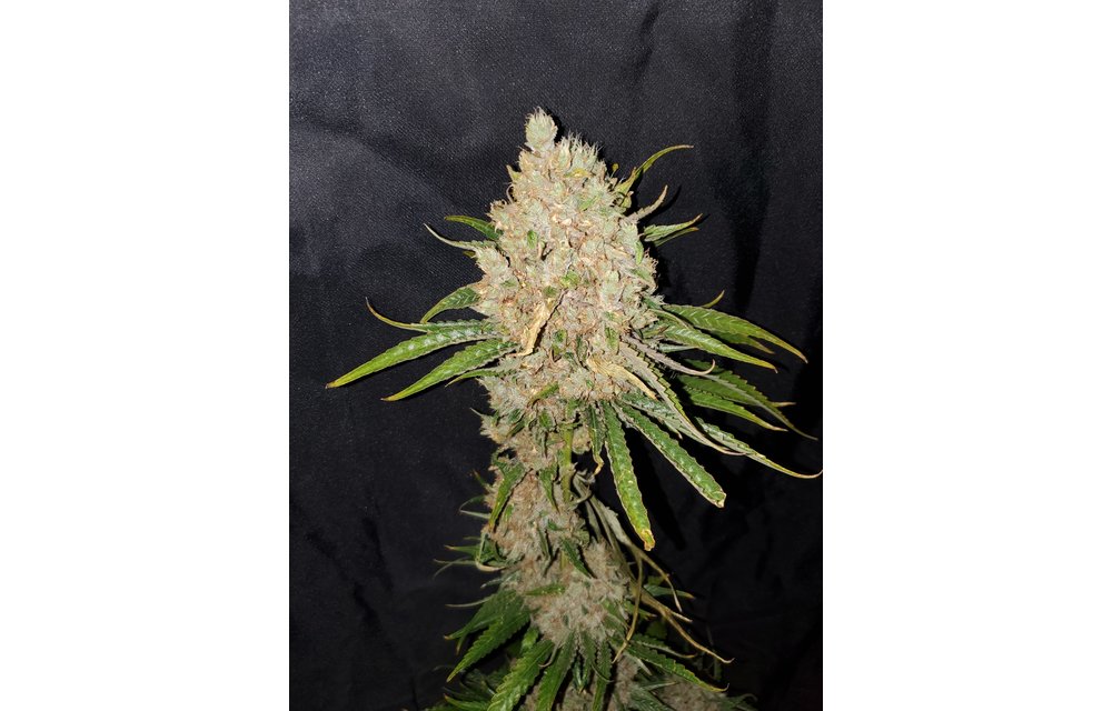 Lemon Princess Reg 10 pk