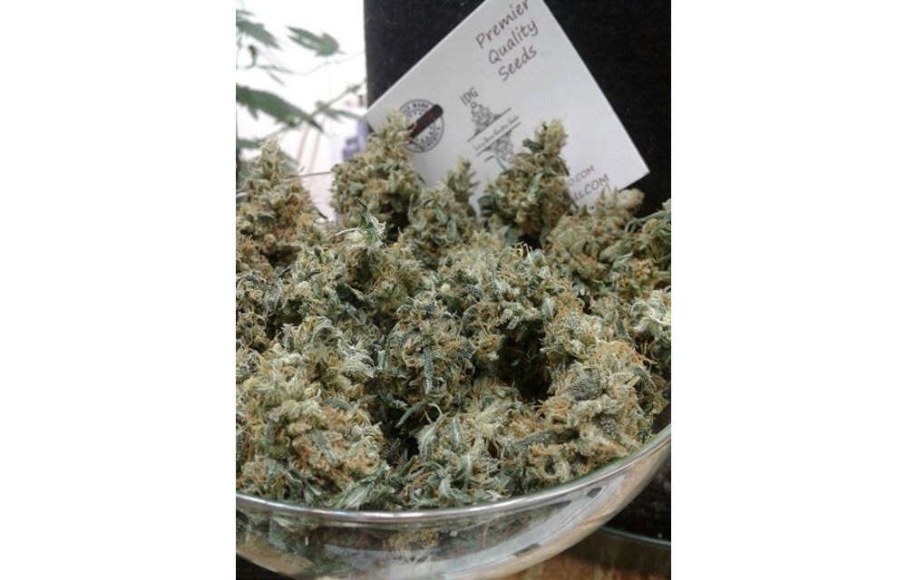 Hash Berry Haze Reg 6 pk