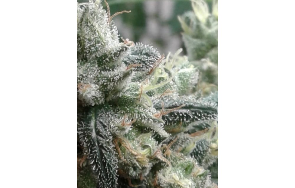 Hash Berry Haze Reg 6 pk