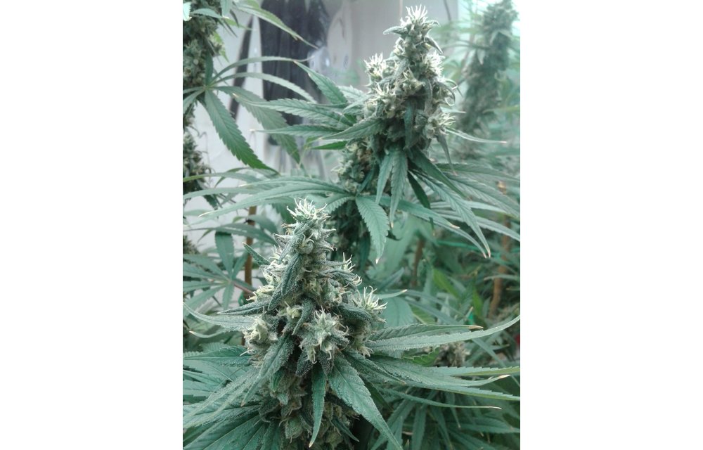 Hash Berry Haze Reg 6 pk