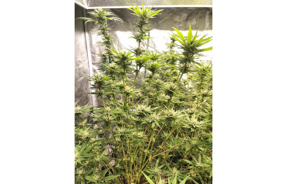 Jolly Ranch Reg 6 pk