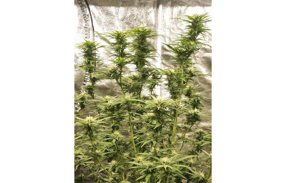 Almond Joy Reg 6 pk