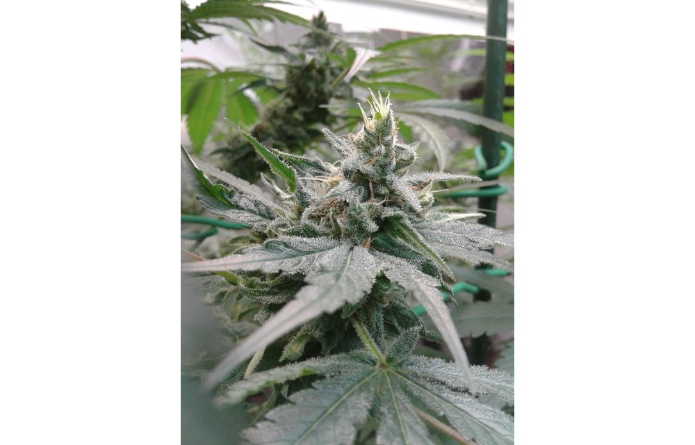 Almond Joy Reg 6 pk