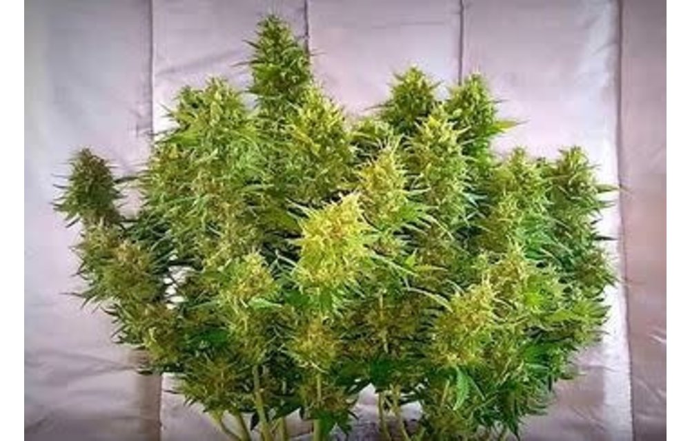 Uncle Pete's Gassy Glue Auto Fem 12 pk