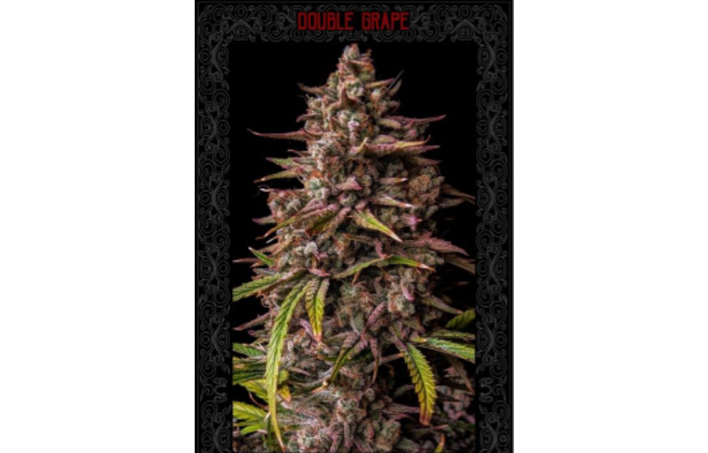 Double Grape Auto Fem 3 pk