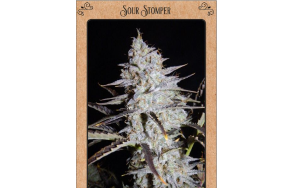 Artisanals Sour Stomper Auto 3 pk