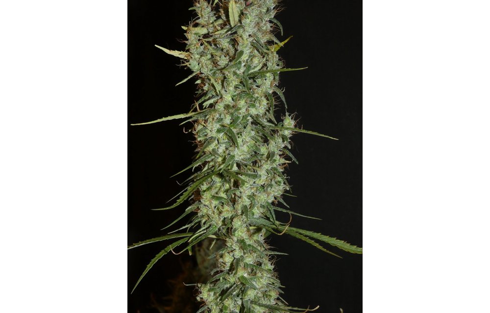 Maharaja Haze Fem 6 pk