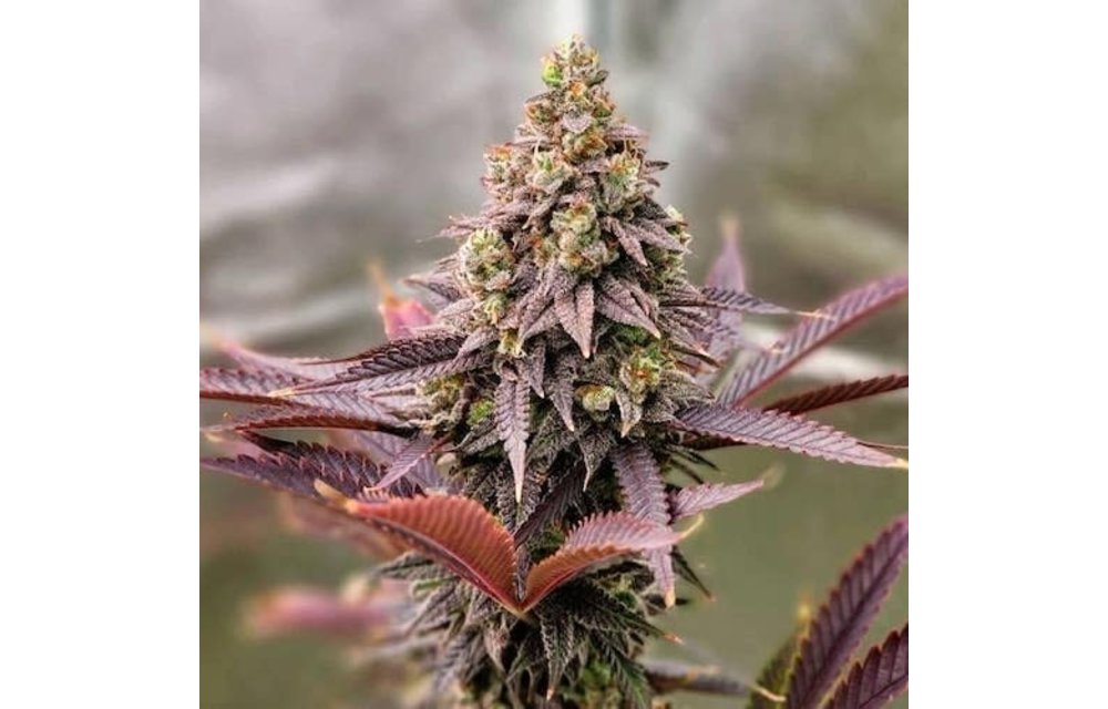 Punchberry Cookies Fem 10 pk