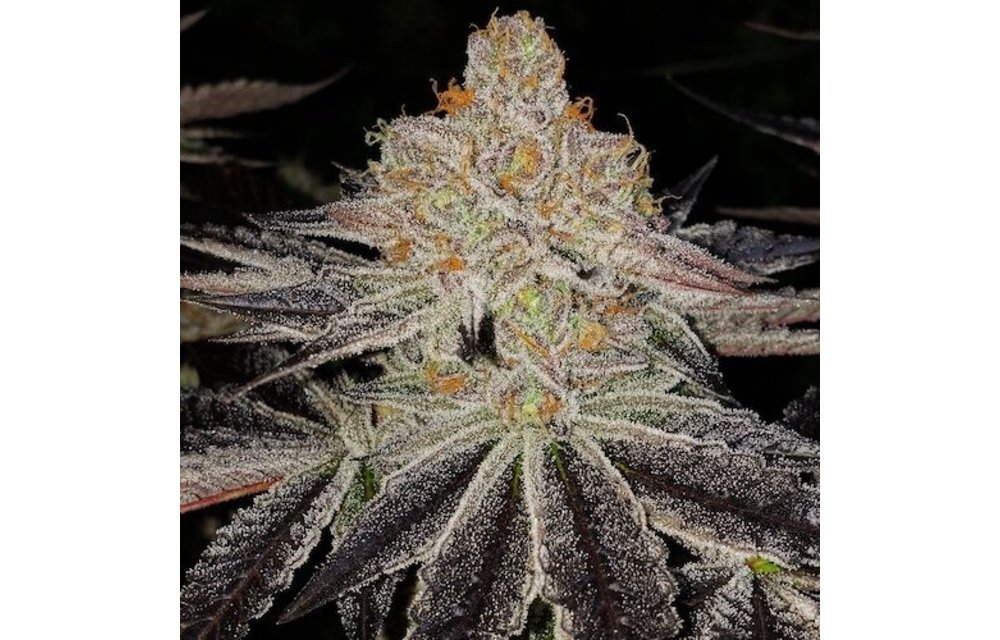 Purple Zkittles Fem 10 pk