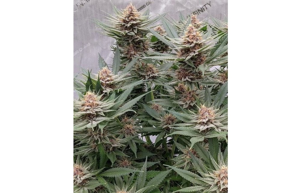 Purple Gihad Fem 6 pk