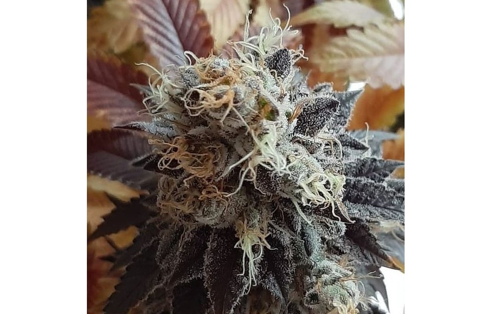 BC God Bud Fem 6 pk
