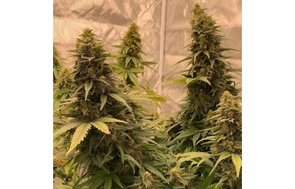 Bubble Runtz Fem 5 pk