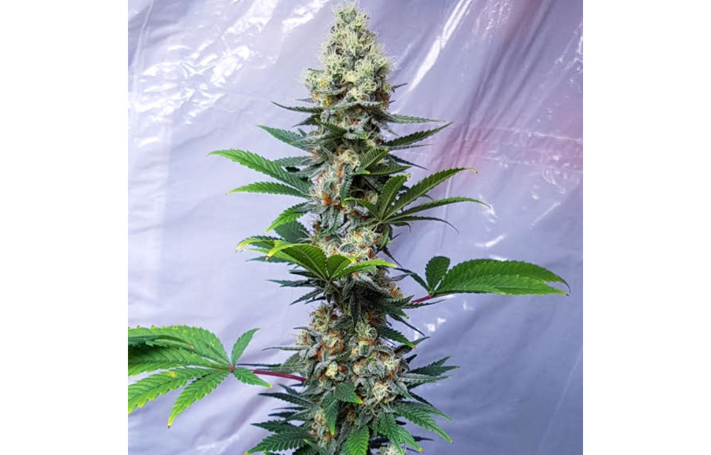Critical Banana Smoothie Fem 5 pk