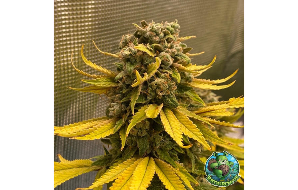 Critical Banana Smoothie Auto Fem 5 pk