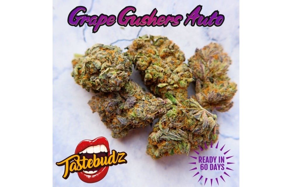 Grape Gushers Auto Fem 5 pk